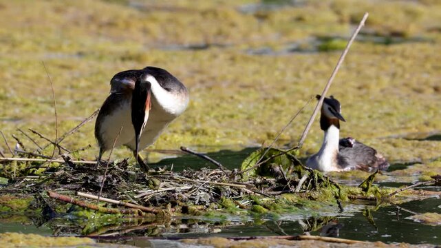 Great Crested Grebe near its nest close up