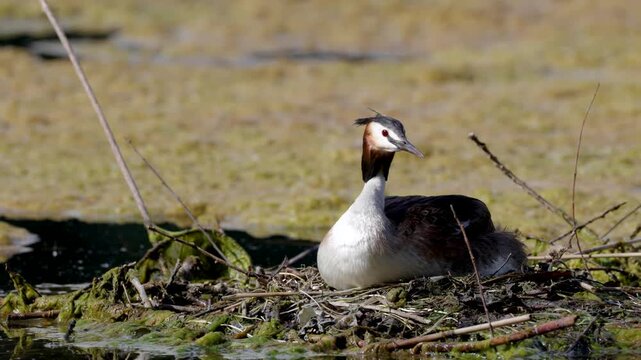 Great Crested Grebe near its nest close up