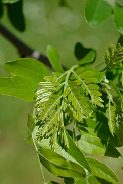A close-up view of fresh green pinnate and bipinnate leaves growing on a honey locust branch in spring - latin name - Gleditsia triacanthos