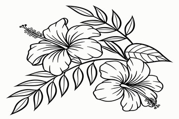 coloring page line art the tropical hibiscus flower black vector © ofel