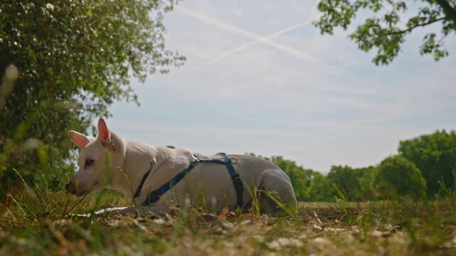 Low angle shot of a domestic white dog sitting on dry autumn leaves performing commands