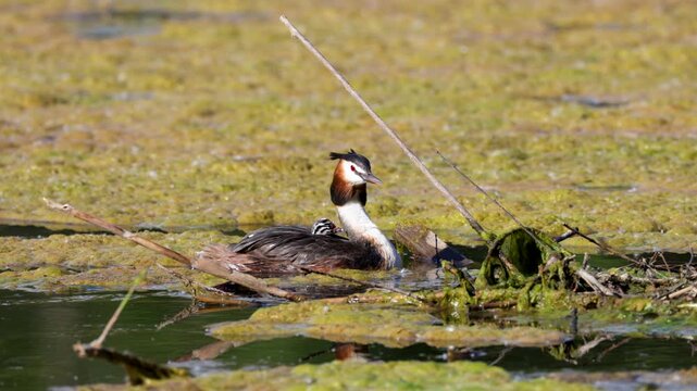 Great Crested Grebe near its nest close up