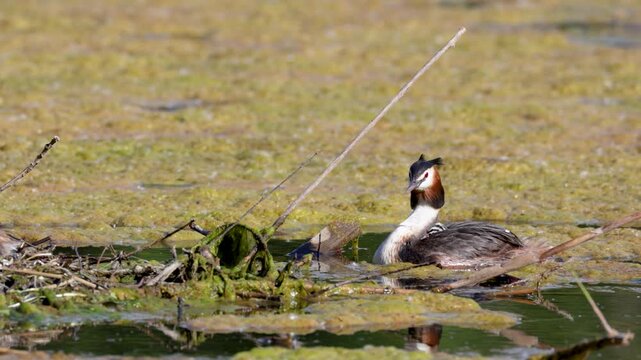 Great Crested Grebe near its nest close up