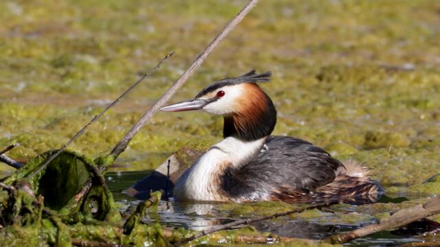 Great Crested Grebe near its nest close up