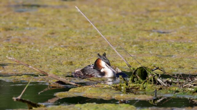 Great Crested Grebe near its nest close up