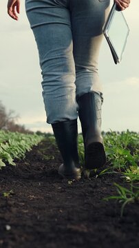 Agriculture, Morning sunlight on crops, careful inspection in progress, equipped with black boots, recording crop information, technology blending with farming, natural growth everywhere, practical