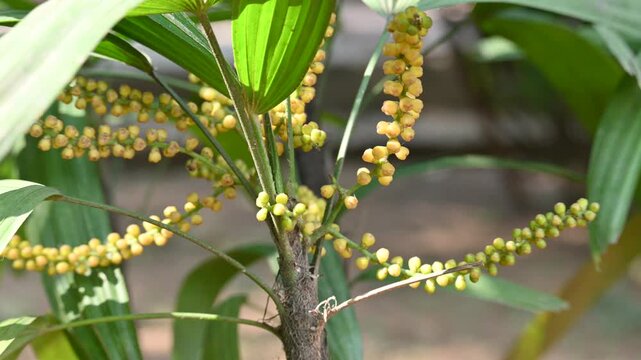 Rhapis gracilis or&nbsp;slender bamboo palm flowers. It&nbsp;is a multi-stemmed&nbsp;palm tree&nbsp;native to southern&nbsp;China. Its stems are thin to only 10 mm in diameter.
