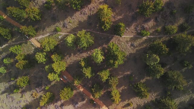 Top down drone view of pine trees and dirt trails near Helena Montana
