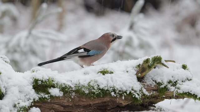 A jay searches for food on a dead tree trunk in the snow, eurasian jay, winter, north rhine westphalia, (garrulus glandarius), germany