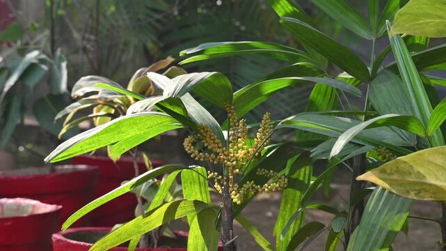 Rhapis gracilis or&nbsp;slender bamboo palm flowers. It&nbsp;is a multi-stemmed&nbsp;palm tree&nbsp;native to southern&nbsp;China. Its stems are thin to only 10 mm in diameter.