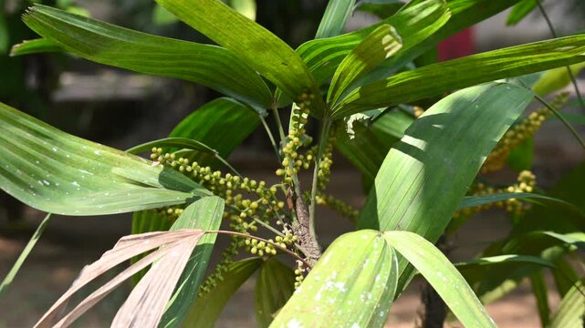 Rhapis gracilis or&nbsp;slender bamboo palm flowers. It&nbsp;is a multi-stemmed&nbsp;palm tree&nbsp;native to southern&nbsp;China. Its stems are thin to only 10 mm in diameter.