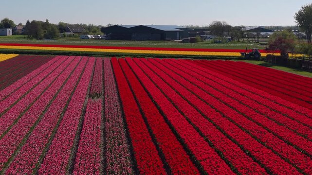 An aerial drone shot looking down parallel rows of a vibrant patchwork field filled with pink, white, yellow, and red tulips next to a house and farm buildings in the Netherlands.