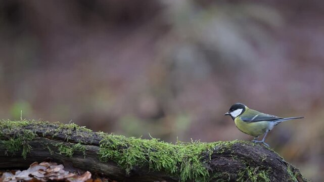 Two blue tits and a great tit looking for food on dead wood, winter feeding in the garden, north rhine westphalia, autumn, (parus caeruleus), germany