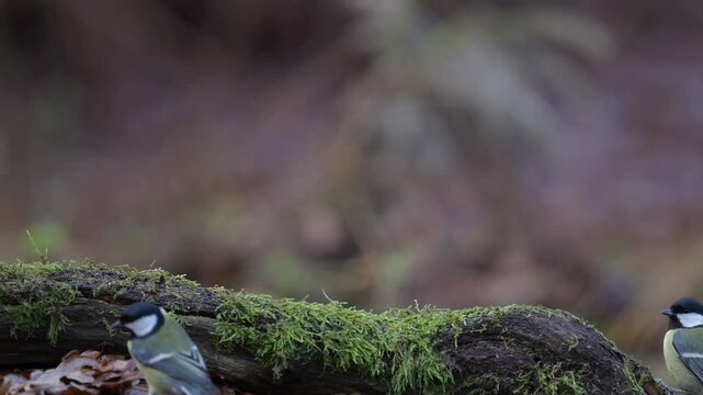 Several great tits are searching for food on a dead tree trunk in autumn,  north rhine westphalia,  (parus major), germany