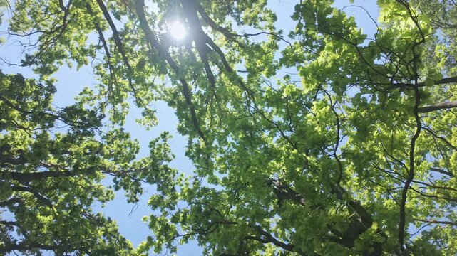 Low-angle view looking up, camera rotating under canopy of majestic oak trees with dense green foliage and thick branches backlit by bright sunlight against clear blue sky on warm, sunny day