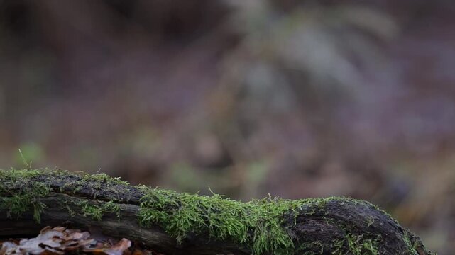 Two blue tits looking for food on dead wood, winter feeding in the garden, north rhine westphalia, winter, (parus caeruleus), germany