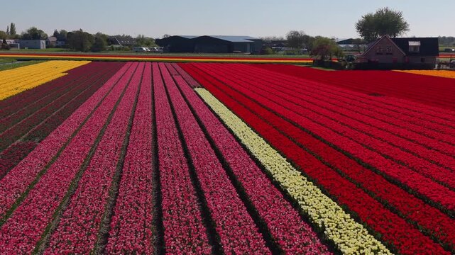 An aerial drone view along parallel rows of a vibrant patchwork field displaying yellow, pink, and bright red tulips in the Netherlands countryside under a clear blue sky.