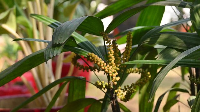 Rhapis gracilis or&nbsp;slender bamboo palm flowers. It&nbsp;is a multi-stemmed&nbsp;palm tree&nbsp;native to southern&nbsp;China. Its stems are thin to only 10 mm in diameter.