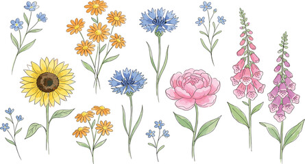 Hand Drawn Wildflower Botanical Collection with Sunflower, Peony, Cornflower, Foxglove, and Delicate Garden Blooms for Nature-Inspired Design Projects © MdNazmul