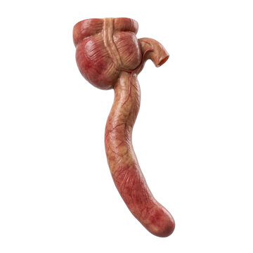 Detailed Anatomical Human Appendix and Cecum Illustration