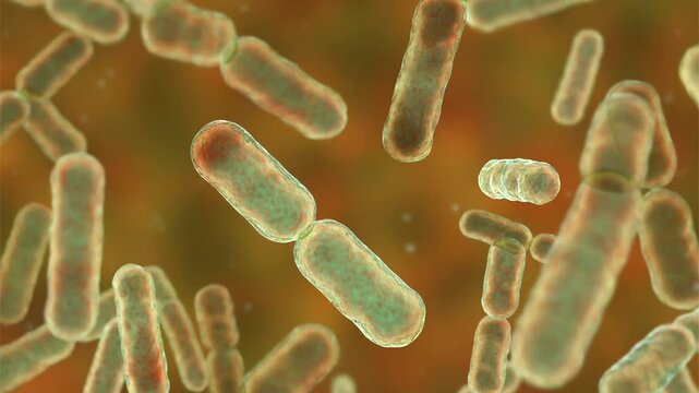 Bacteroides fragilis bacteria, 3D animation showing slowly rotating anaerobic rod-shaped cells, illustrating gut microflora and opportunistic infection.