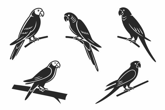 Black and white parrots perched on a branch