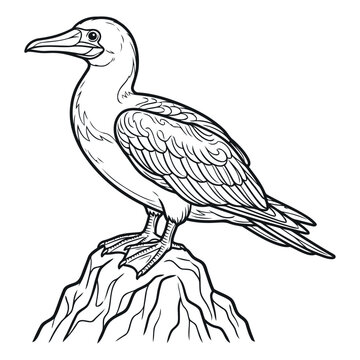 Black and white line art of a booby bird sitting on a rock