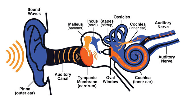Detailed vector illustration of the human ear anatomy showing sound waves traveling through the canal to the inner cochlea structure
