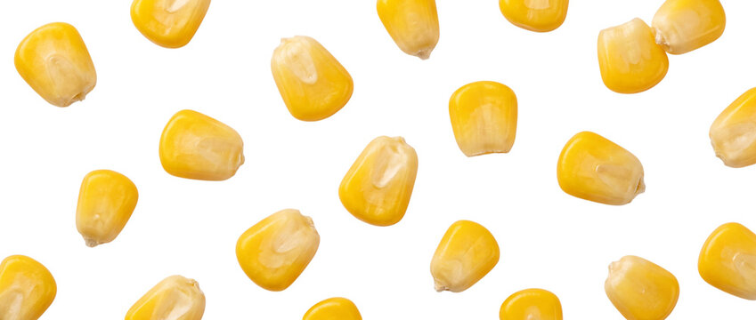 Isolated kernels of corn scattered randomly on transparent background
