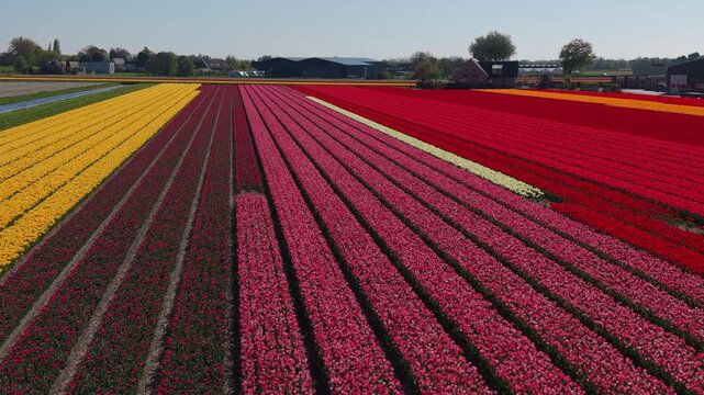An aerial drone view sweeping across vast patchwork fields filled with neat, parallel rows of pink, white, and vibrant red tulips next to a farm estate in the Netherlands countryside.
