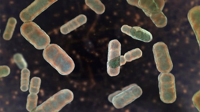 Bacteroides fragilis bacteria, 3D animation showing slowly rotating anaerobic rod-shaped cells, illustrating gut microflora and opportunistic infection.