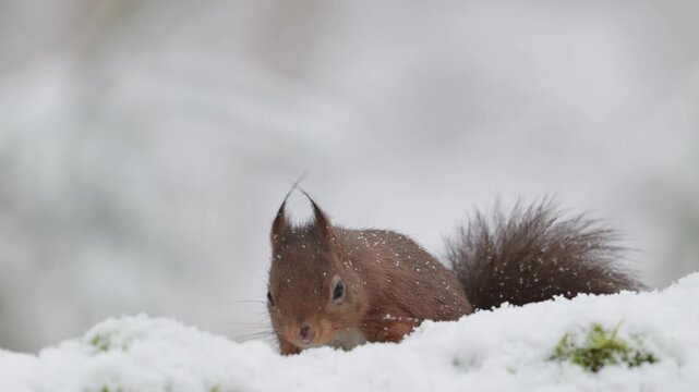 A red squirrel searches for food in the snow on a dead tree trunk, portrait, european red squirrel, winter, north rhine westphalia, (sciurus vulgaris), germany