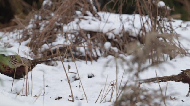 Two pheasant cocks are searching for food in the snow at the edge of the forest, north rhine westphalia, winter, (phasianus colchicus), germany