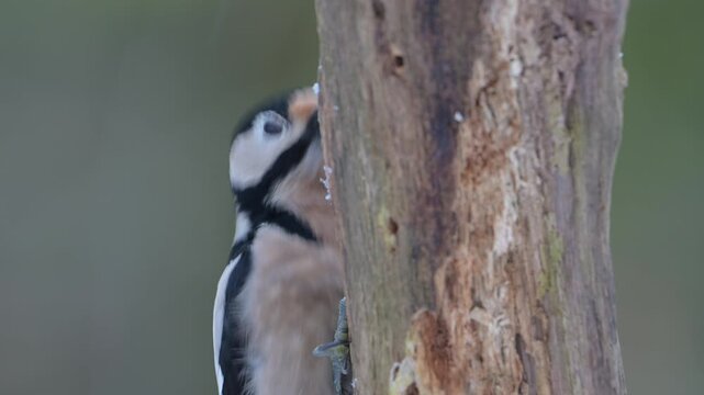 Great spotted woodpecker female sitting on a dead branch with snow and pecking on a hazelnut at a woodpecker forge, head portrait, winter, north rhine westphalia, (dendrocopos major), germany