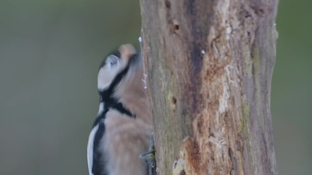 Great spotted woodpecker female sitting on a dead branch with snow and pecking on a hazelnut at a woodpecker forge, head portrait, winter, north rhine westphalia, (dendrocopos major), germany