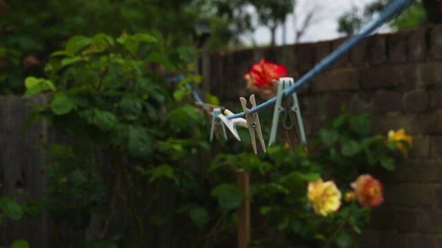 Clothes peg on a laundry line outdoors with a blurry rose bush in the background