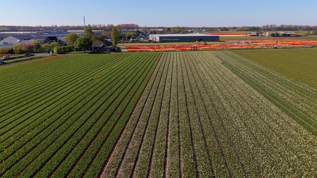An aerial drone shot looking across large patchwork agricultural fields featuring parallel rows of green foliage and white flowers near commercial buildings in the Netherlands.