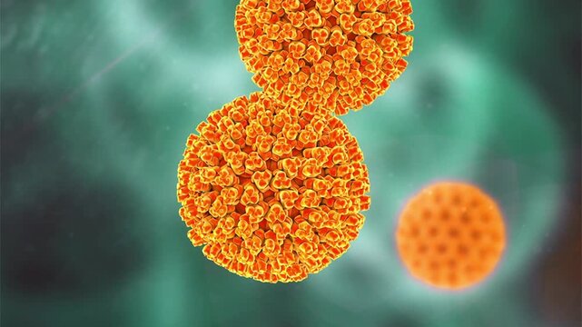 Bluetongue virus particles, 3D animation showing slowly rotating double-stranded RNA orbivirus virions, illustrating infectious disease of ruminants.