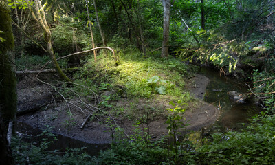 Sun rays shining through trees in a lush green forest glade © Simas