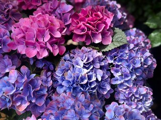 Fototapeta premium Colorful pink, purple and blue hydrangea flowers blooming in a summer garden. Decorative ornamental shrub with lush blossoms and vibrant pastel colors in natural light.