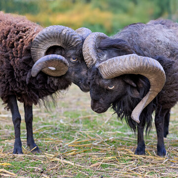 Two powerful rams with large, curled horns engage in a head-to-head confrontation on a grassy field. Their dark wool and intense gaze highlight the raw strength and challenge in nature.