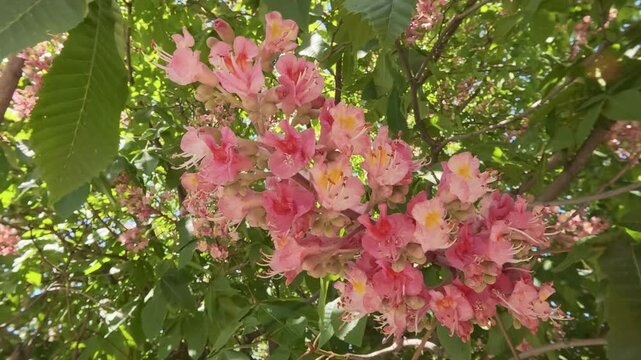Close-up of vibrant pink-red horse-chestnut Aesculus carnea flower cluster blooming beautifully on tree branch surrounded by lush green foliage sways in breeze on bright sunny spring day