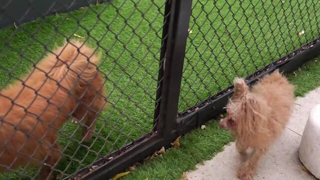 Small dogs interacting through a chain-link fence at a dog park, showing curious pet socialization on green grass in a candid outdoor lifestyle scene.