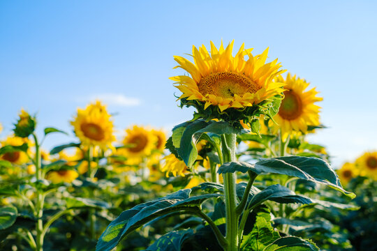 View of sunflowers blooming in a field under a clear blue sky in Novi Sad, Vojvodina, Serbia.