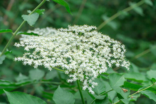 White elderberry flowers blossom in summer sunny day. Cluster of sambucus nigra is popular shrub plant in design of gardens. Plant of sambucus ebulus black used homeopathy and lemonade.