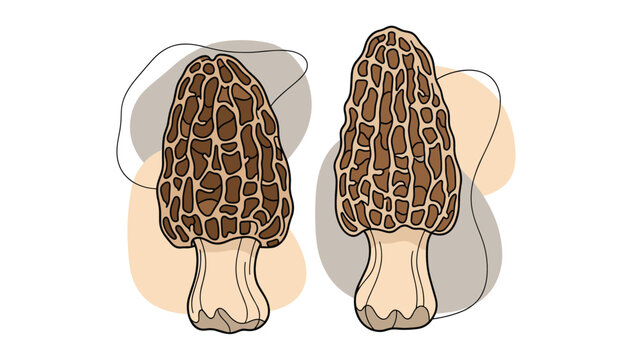 Pair of detailed morel mushrooms depicted against a stylish background of organic abstract shapes and flowing lines in earthy colors.