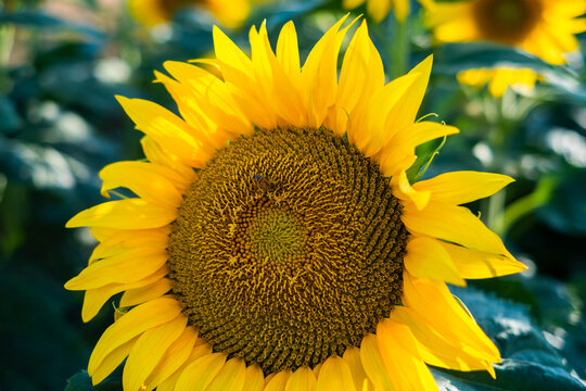 View of a vibrant yellow sunflower in full bloom with a small bee pollinating the central disk under bright natural sunlight Novi Sad, Vojvodina, Serbia.