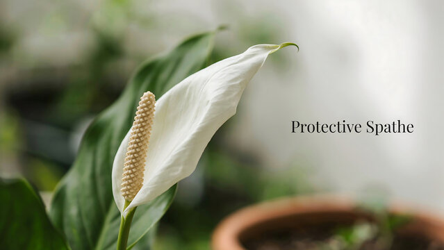 Peace lily flower with white spathe and yellow spadix in a pot with green leaves