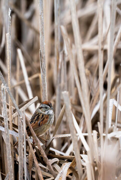 ong sparrow perched among dry reeds, blending naturally into its surroundings.