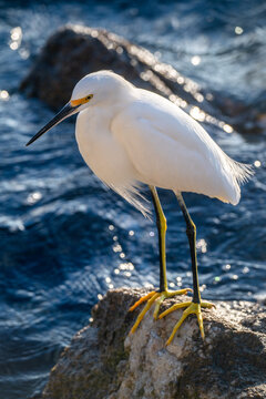View of a snowy egret with white feathers and yellow feet standing on a rock by the blue water in Rio de Janeiro, Rio de Janeiro, Brazil.